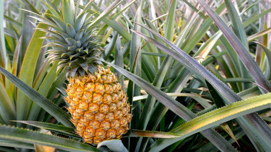 From waste to fiber – A pineapple alternative to leather